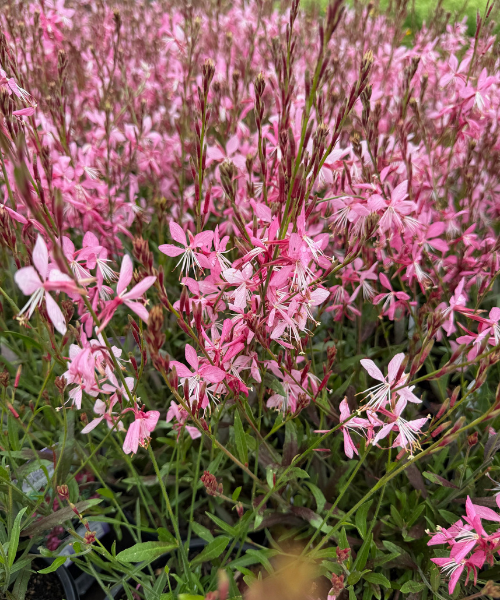 Gaura lindheimeri 'Geyser Pink' - NEW