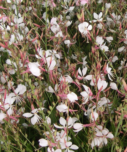 Gaura lindheimeri 'Geyser White' - NEW