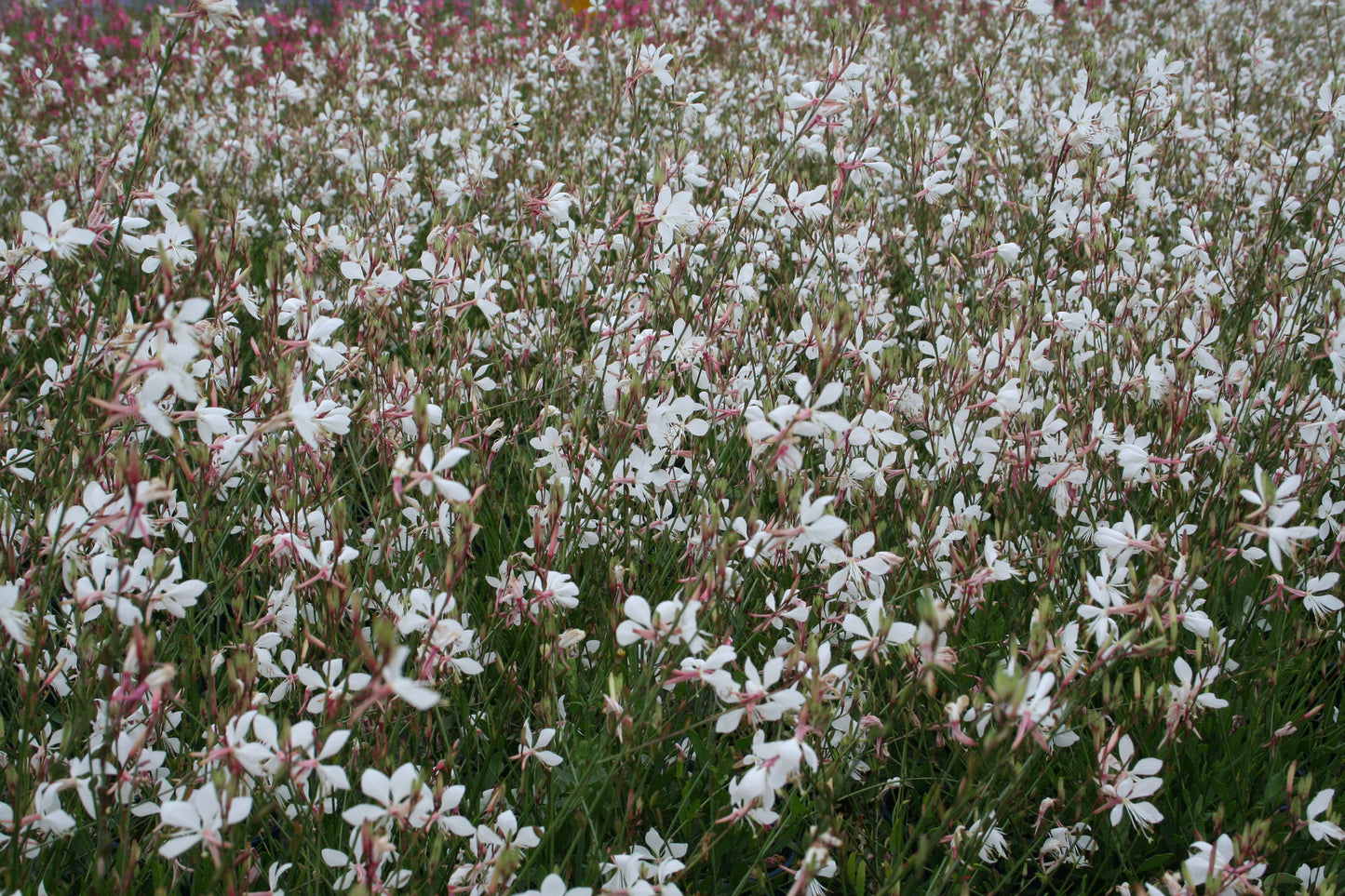 Gaura lindheimeri 'Geyser White' - NEW