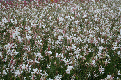 Gaura lindheimeri 'Geyser White' - NEW
