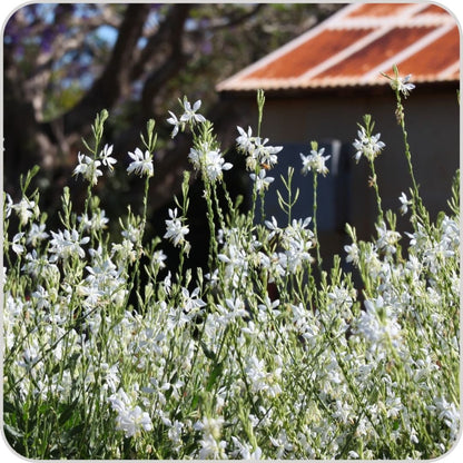 Gaura lindheimeri x coccinea 'Lillipop Soda Pop' - NEW