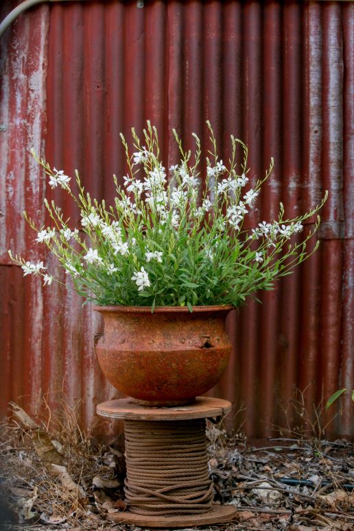 Gaura lindheimeri x coccinea 'Lillipop Soda Pop' - NEW