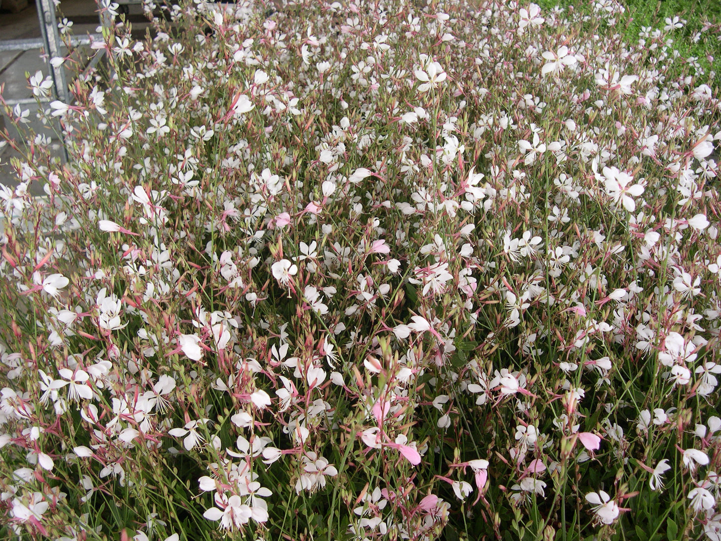Gaura lindheimeri 'Geyser White' - NEW