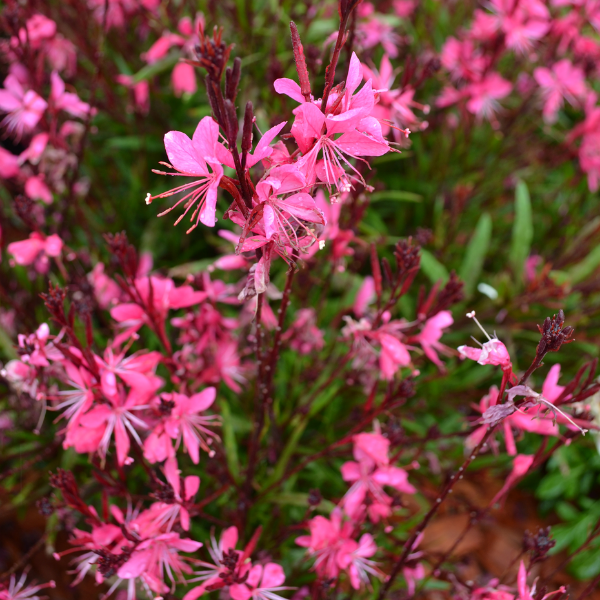 Gaura lindheimeri 'Belleza Pink' - NEW