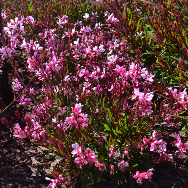 Gaura lindheimeri 'Belleza Pink' - NEW