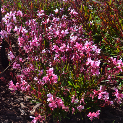 Gaura lindheimeri 'Belleza Pink' - NEW