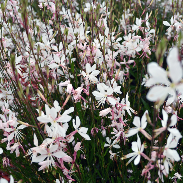 Gaura lindheimeri 'Belleza White' - NEW