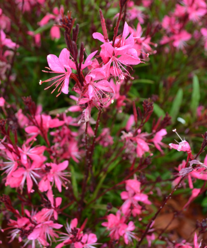Gaura lindheimeri 'Belleza Pink' - NEW