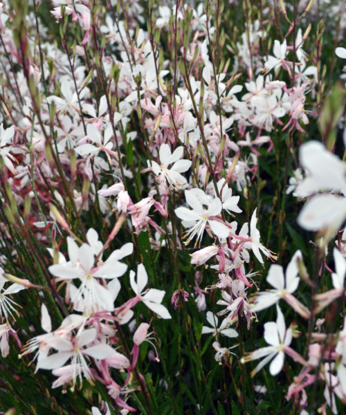 Gaura lindheimeri 'Belleza White' - NEW