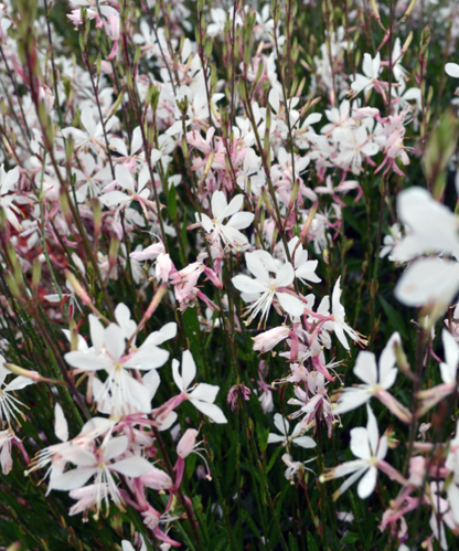 Gaura lindheimeri 'Belleza White' - NEW