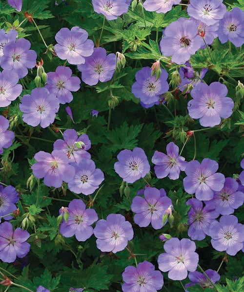 Geranium hybrid x wallichianum Rozanne