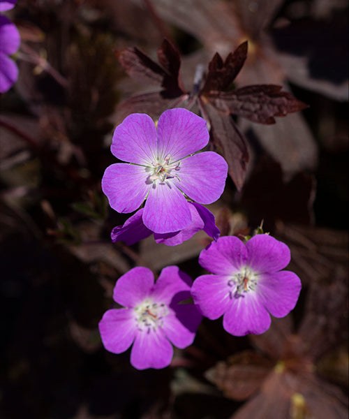 Geranium maculatum 'Stormy Night' - NEW