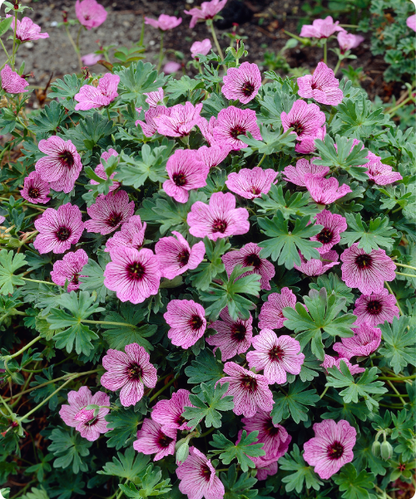 Geranium cinereum 'Ballerina' - NEW