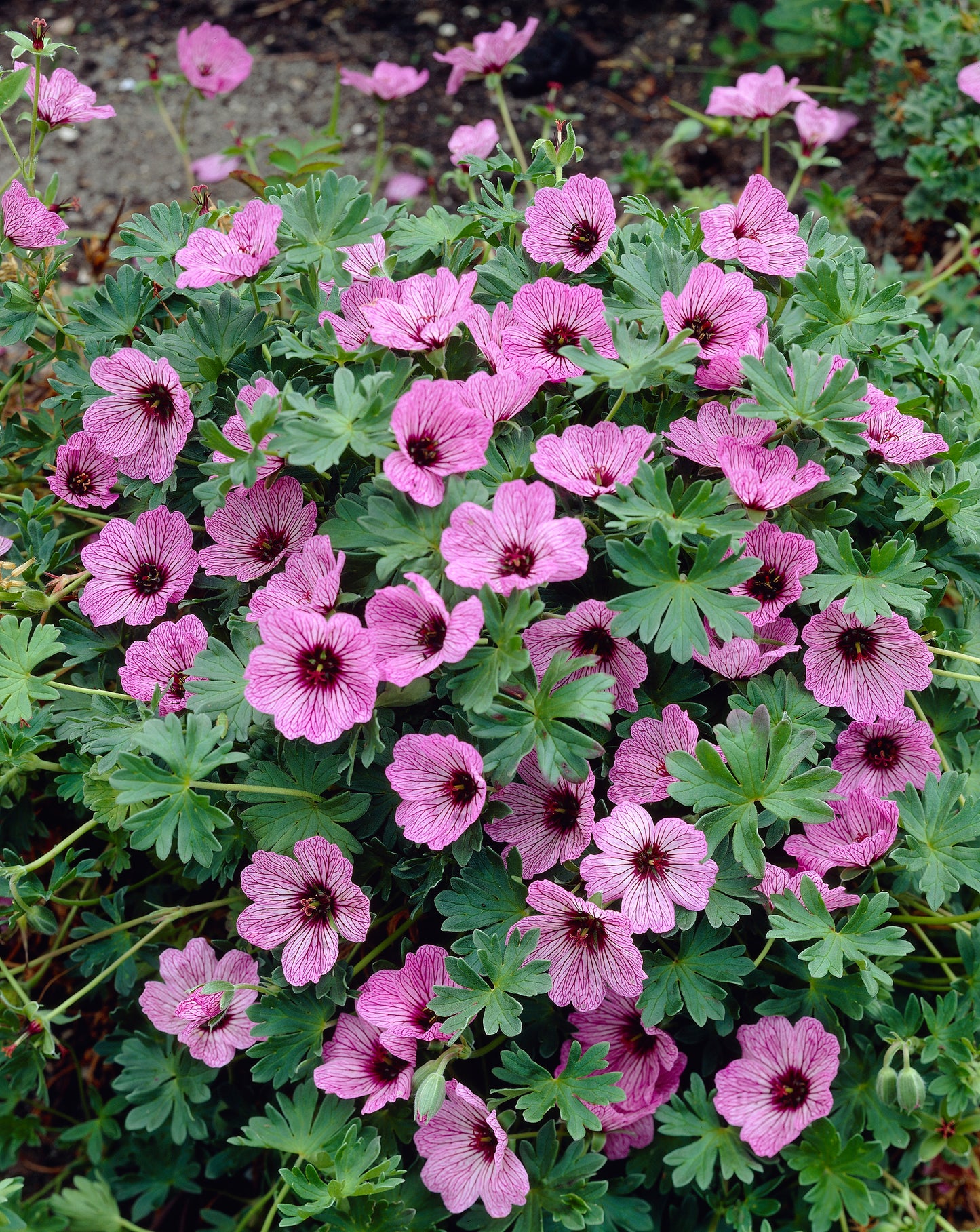 Geranium cinereum 'Ballerina' - NEW