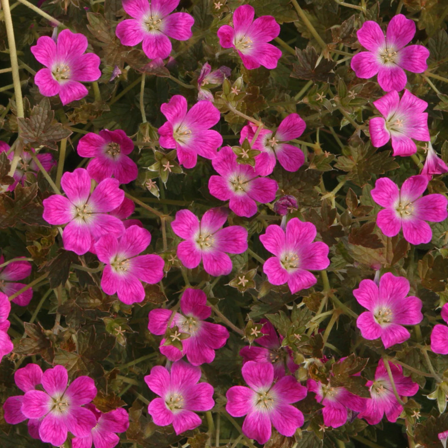 Geranium x antipodeum ‘Orkney Cherry’ - NEW