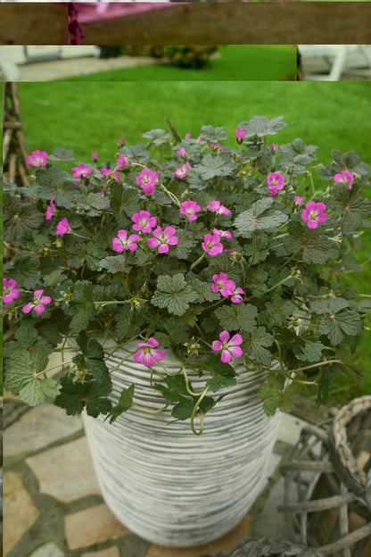 Geranium x antipodeum ‘Orkney Cherry’ - NEW