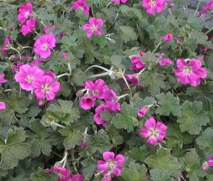 Geranium x antipodeum ‘Orkney Cherry’ - NEW
