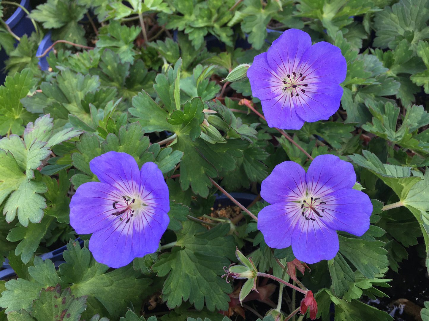 Geranium hybrid x wallichianum Rozanne