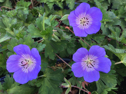 Geranium hybrid x wallichianum Rozanne