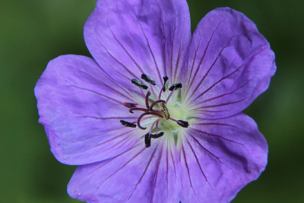 Geranium hybrid x wallichianum Rozanne