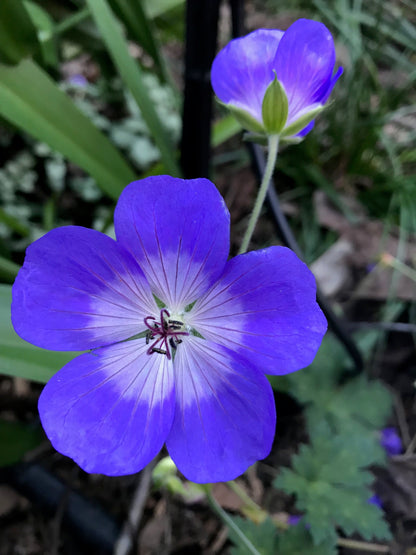 Geranium hybrid x wallichianum Rozanne