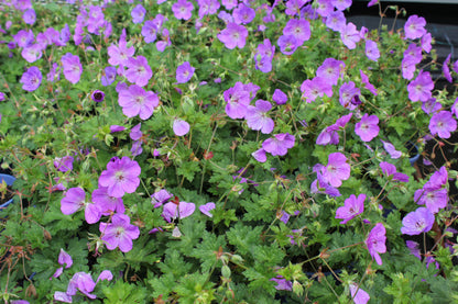 Geranium hybrid x wallichianum Rozanne