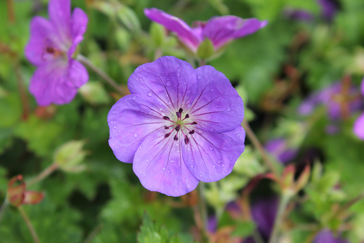 Geranium hybrid x wallichianum Rozanne