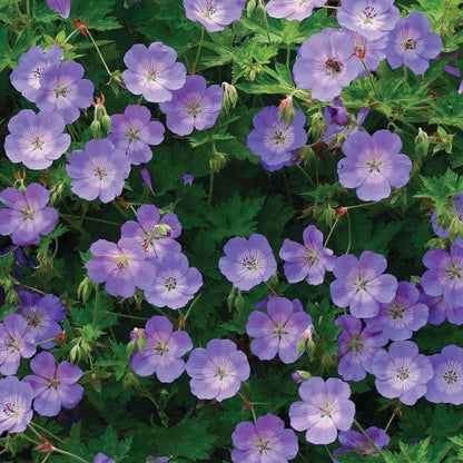 Geranium hybrid x wallichianum Rozanne