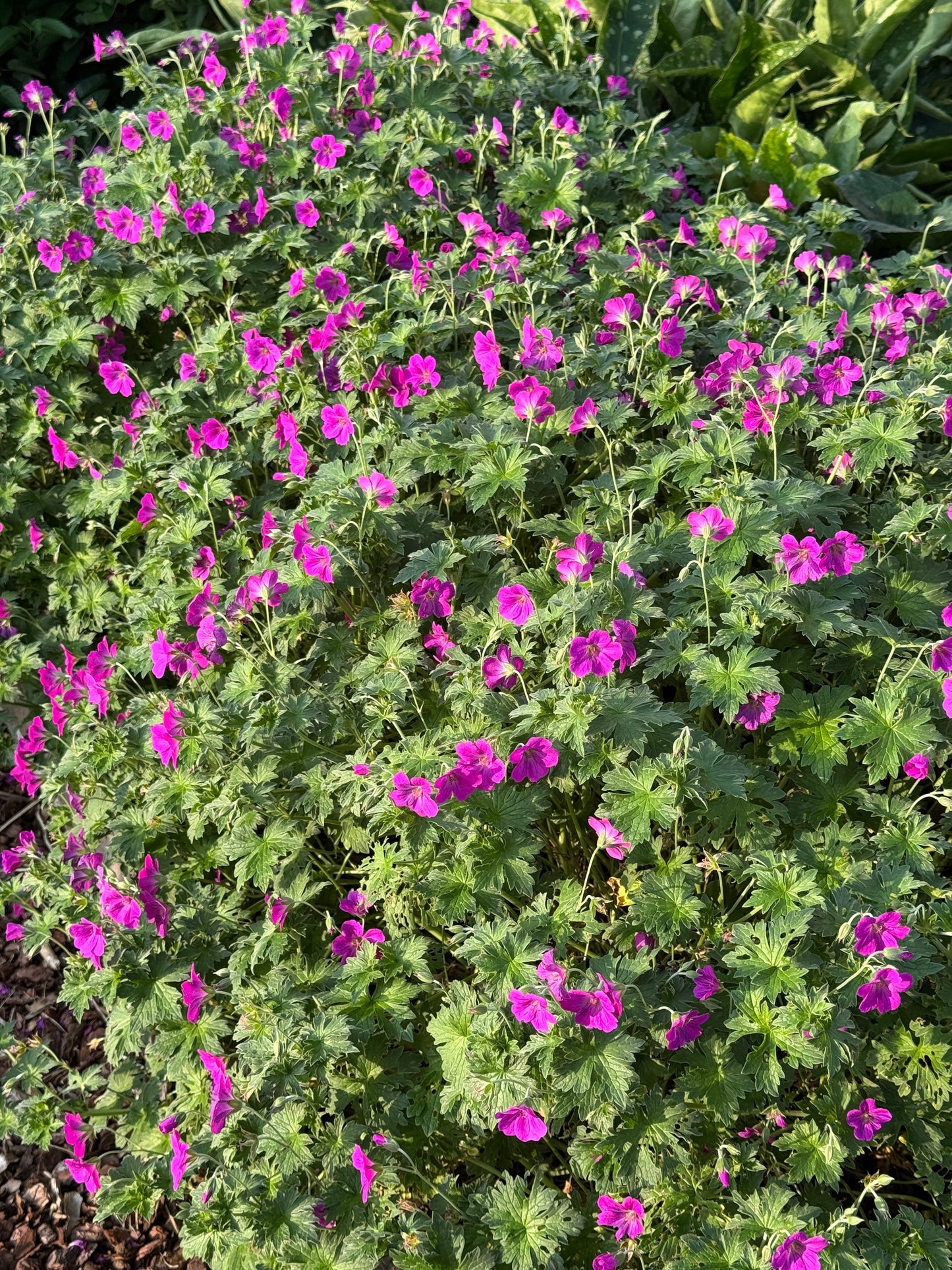 Geranium × riversleaianum 'Russell Prichard' - NEW