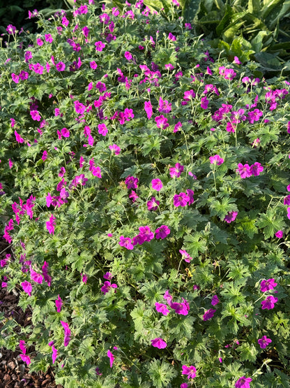 Geranium × riversleaianum 'Russell Prichard' - NEW