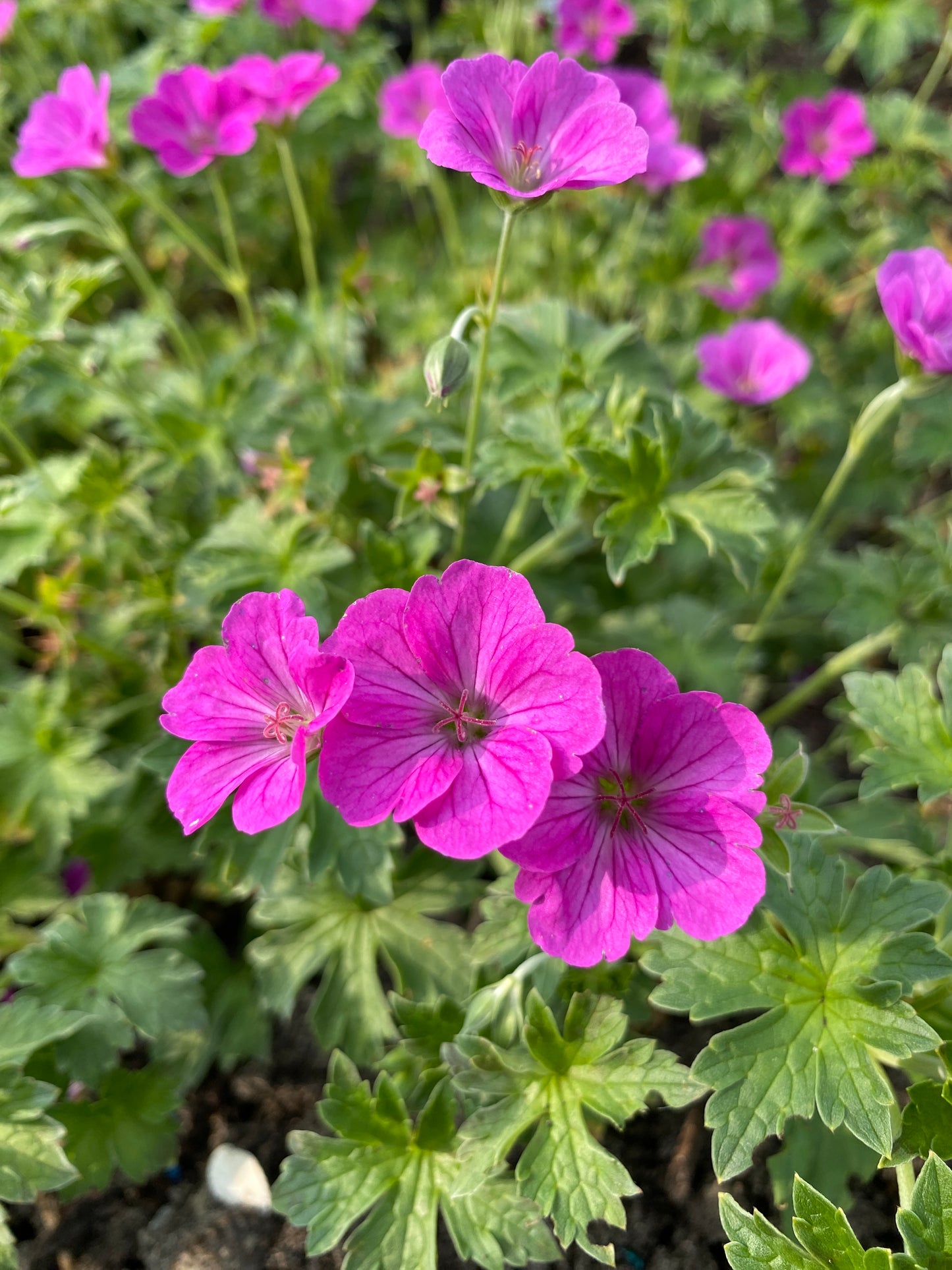 Geranium × riversleaianum 'Russell Prichard' - NEW