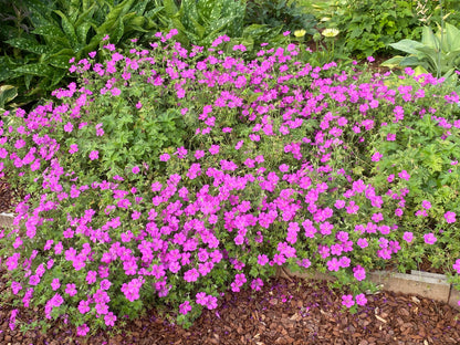 Geranium × riversleaianum 'Russell Prichard' - NEW