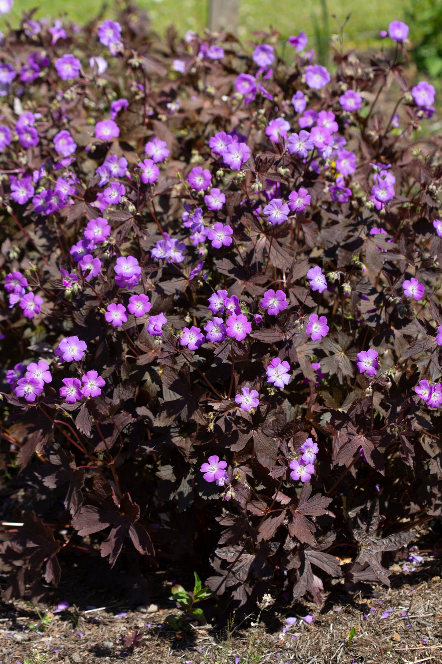 Geranium maculatum 'Stormy Night' - NEW