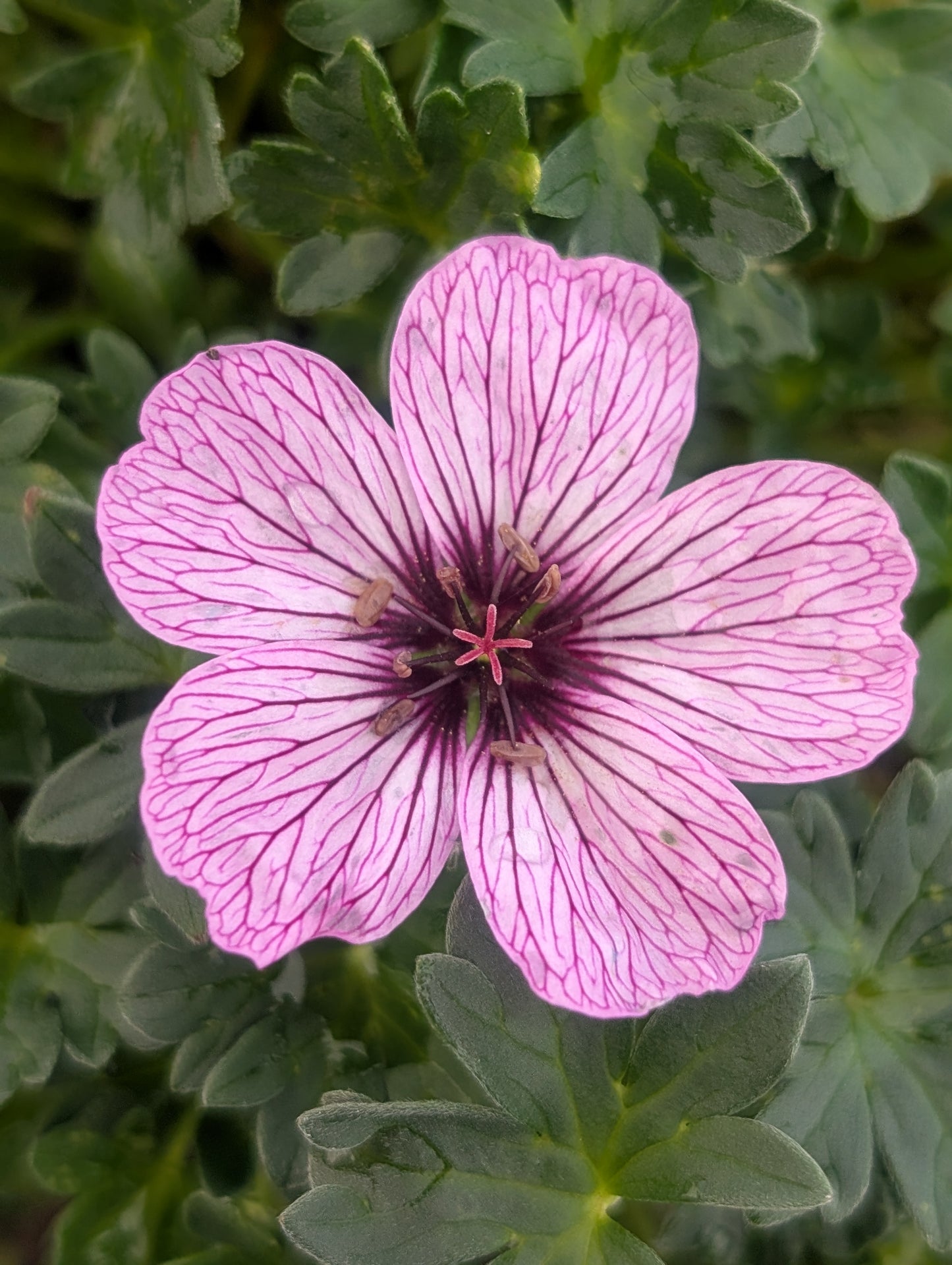 Geranium cinereum 'Ballerina' - NEW