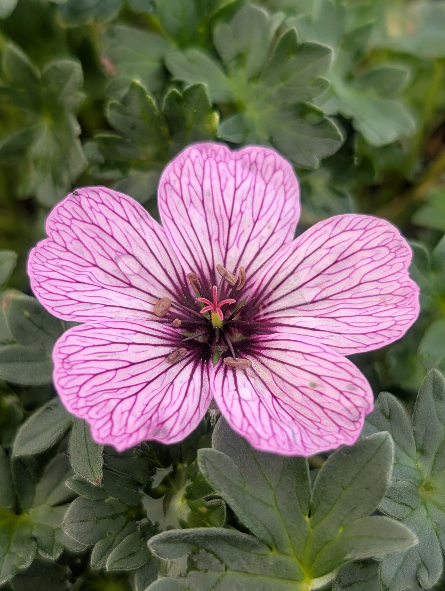 Geranium cinereum 'Ballerina' - NEW