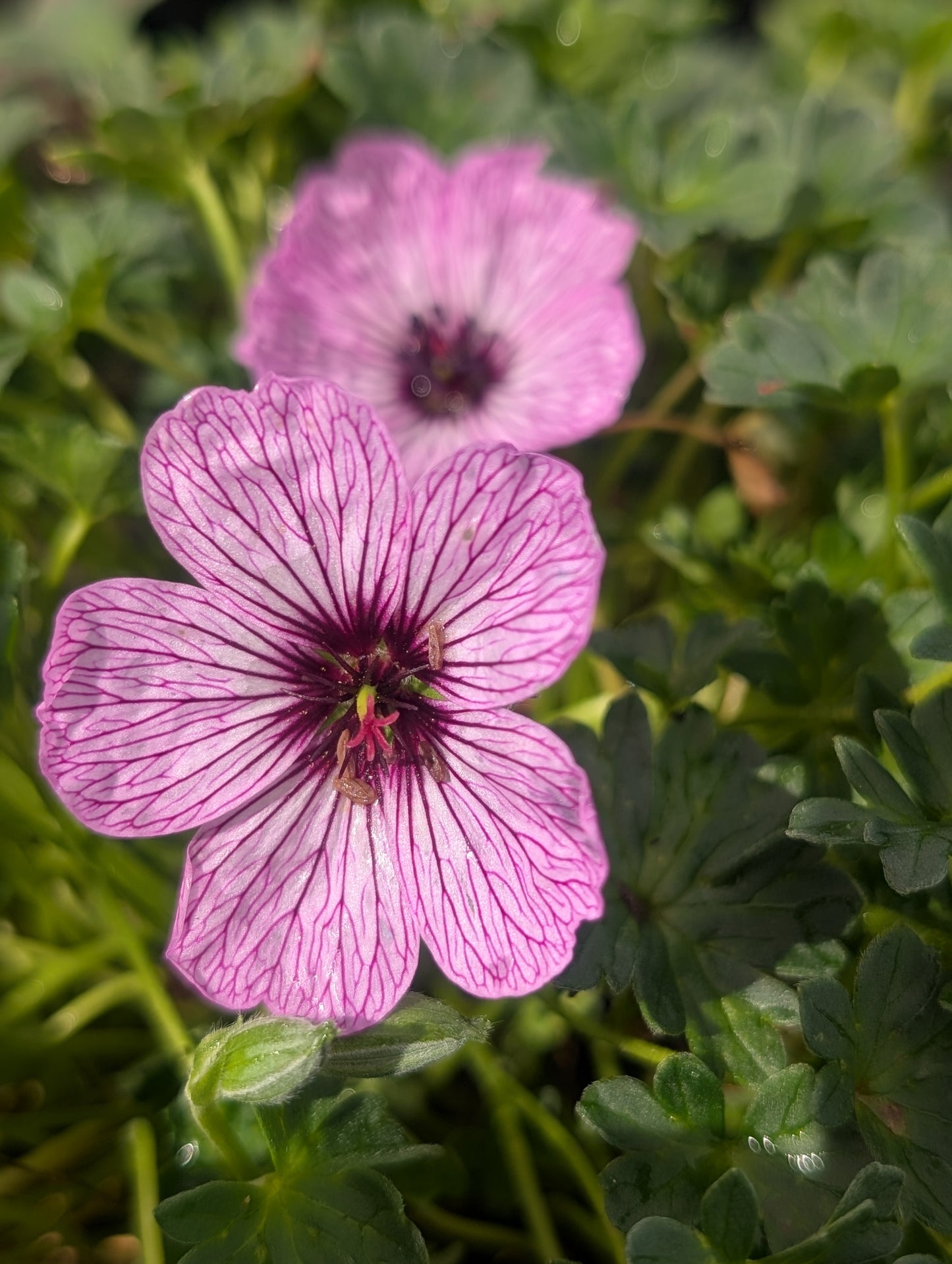 Geranium cinereum 'Ballerina' - NEW