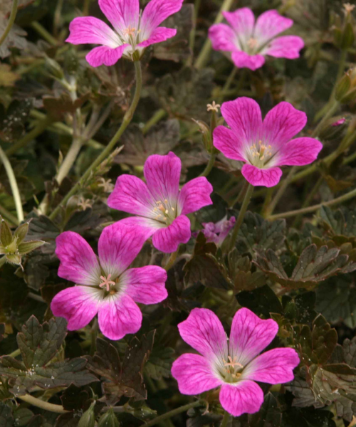 Geranium x antipodeum ‘Orkney Cherry’ - NEW