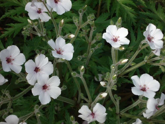 Geranium maderense 'Guernsey White' - NEW