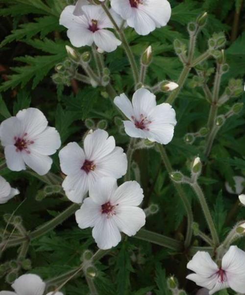 Geranium maderense 'Guernsey White' - NEW