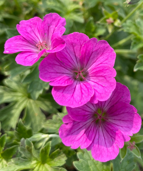 Geranium × riversleaianum 'Russell Prichard' - NEW