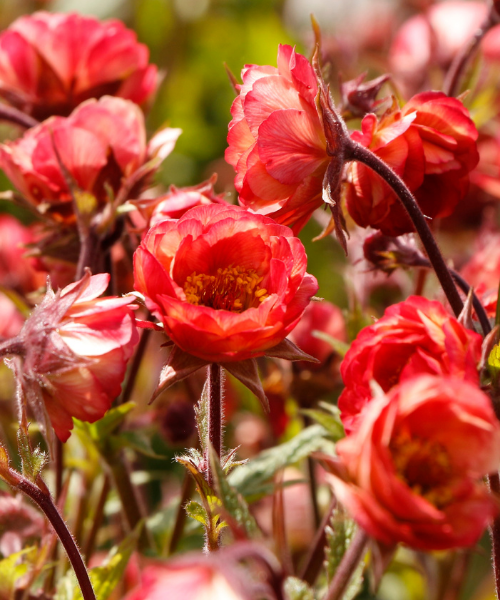 Geum coccineum 'Tempo Coral' - NEW