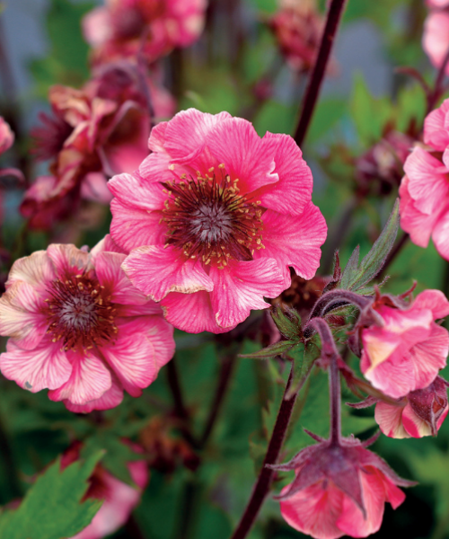 Geum coccineum 'Tempo Rose' - NEW