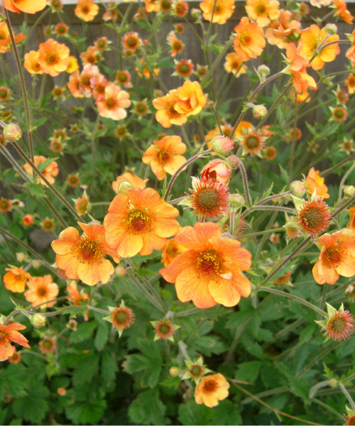 Geum coccineum 'Totally Tangerine'