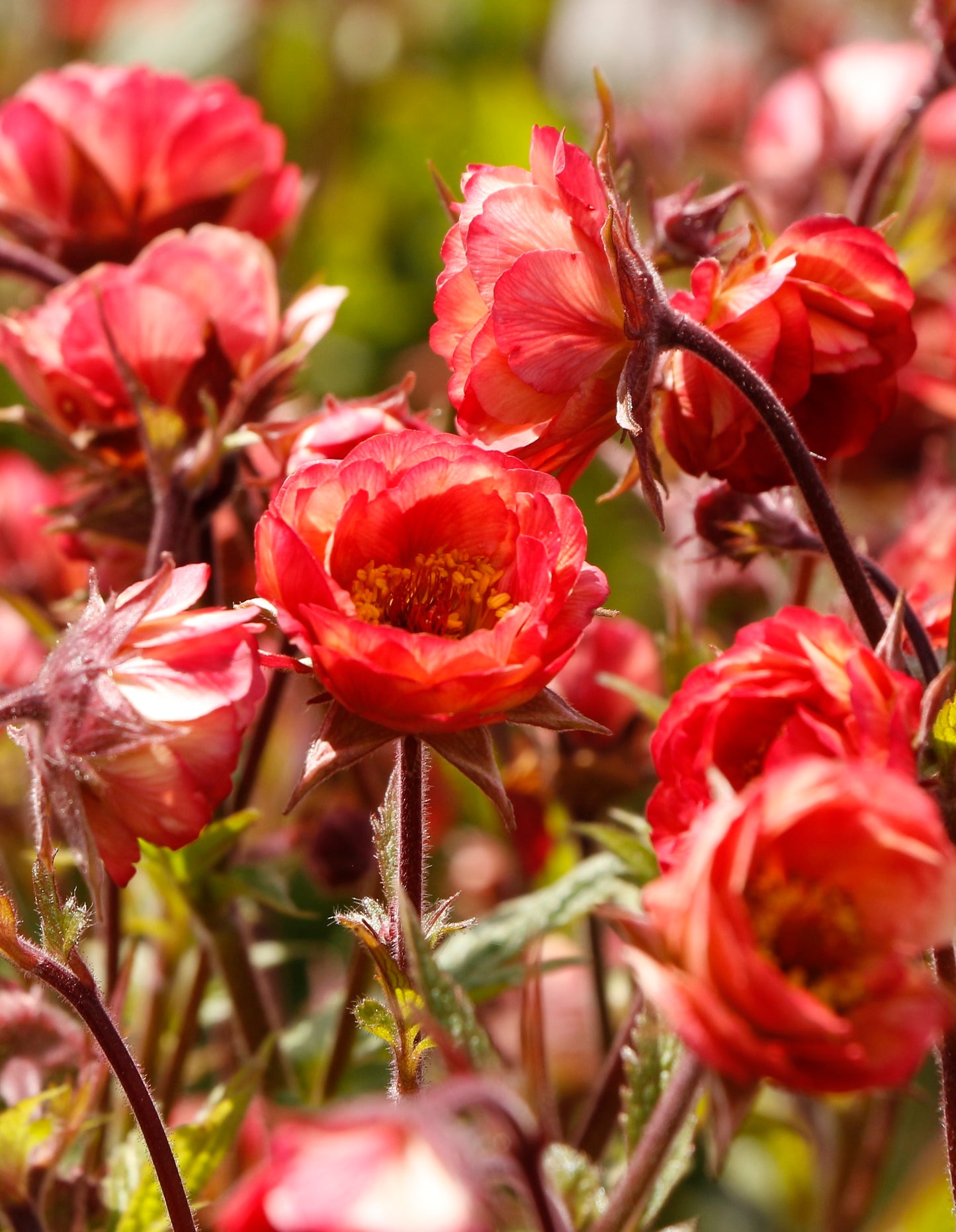 Geum coccineum 'Tempo Coral' - NEW