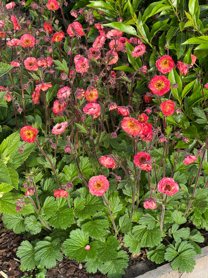 Geum coccineum 'Tempo Coral' - NEW