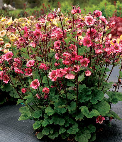 Geum coccineum 'Tempo Rose' - NEW
