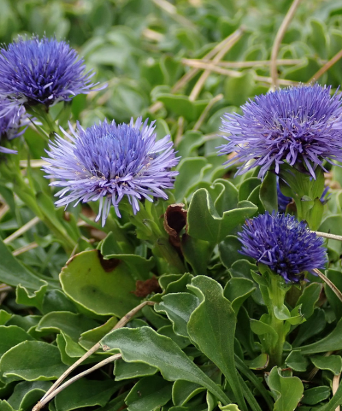 Globularia trichosantha - NEW