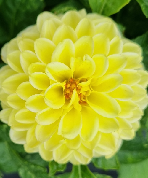 Dahlia variabilis 'Go Getter'