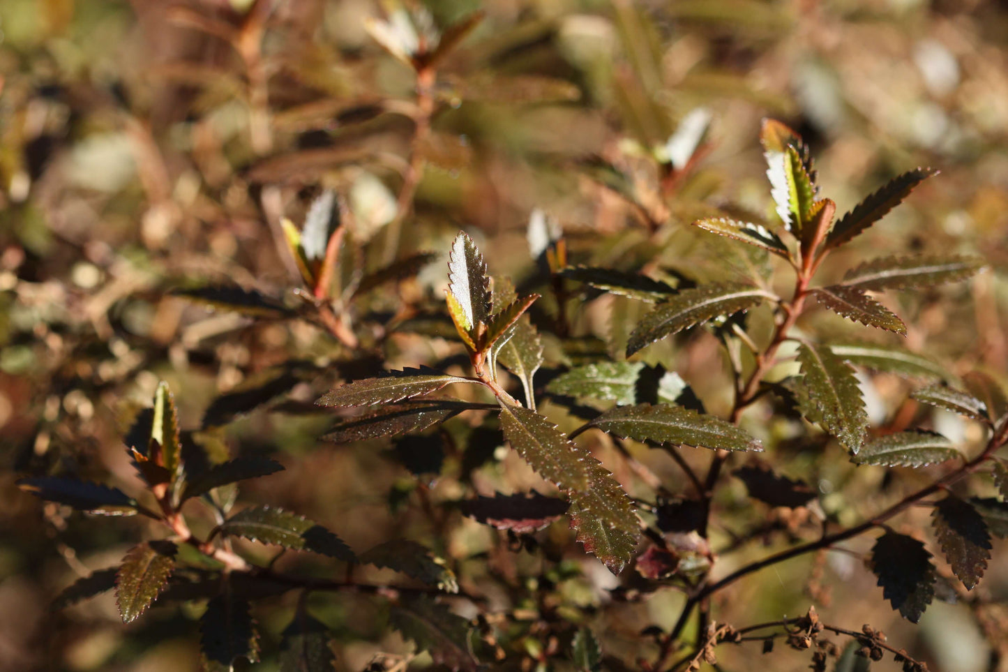 Haloragis erecta 'Wellington Bronze' - NEW