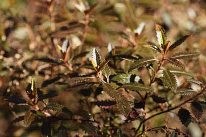 Haloragis erecta 'Wellington Bronze' - NEW